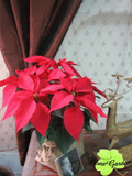 聖誕紅盆栽　節慶裝飾植物　聖誕樹　特價