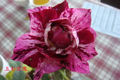四季玫瑰花展與玫瑰花栽培管理免費課程歡迎