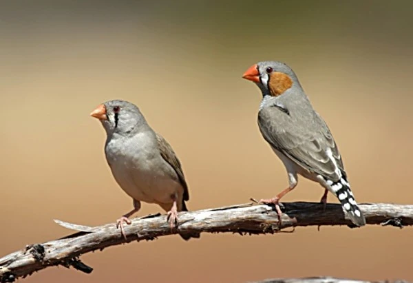 Timor Zebra Finches