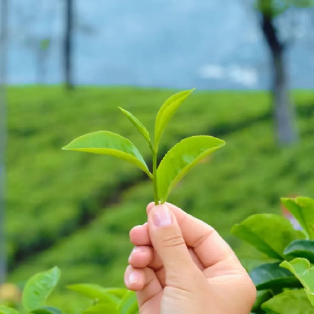 翠豐茶業行銷有限公司