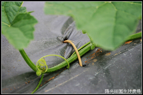 香瓜栽心後開花的情況