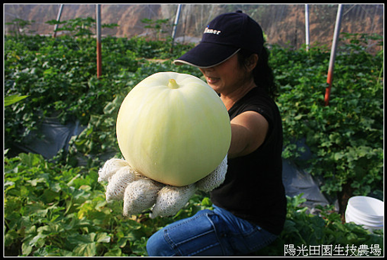 香瓜初收成