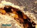白蟻防治 白蟻 消滅白蟻 台中市 台中 六伏隆 蟻巢滅 滅蟻能