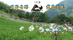 關於芳真茶行1