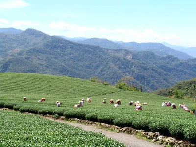 阿里山茶葉網《阿里山高山茶專業網站》盈佳茶業圖3