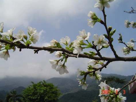 關於菁山園藝1