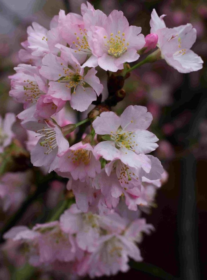 菁山園藝圖3