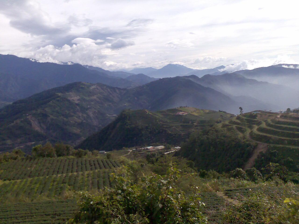 關於高山茶農1