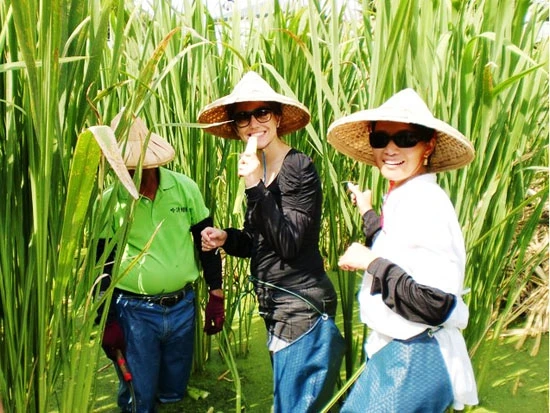 台灣茭白筍推廣協會圖1