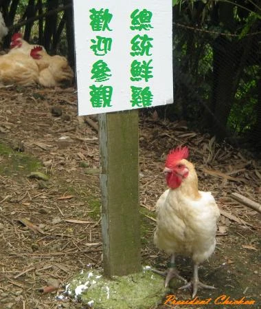 來自大自然無汙染的~總統鮮雞圖3