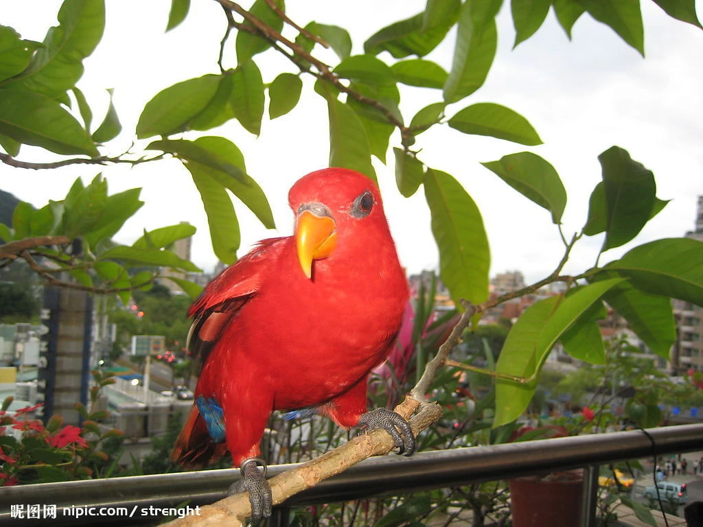 關於鳳觀國際1