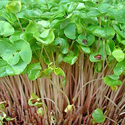 蕎麥芽