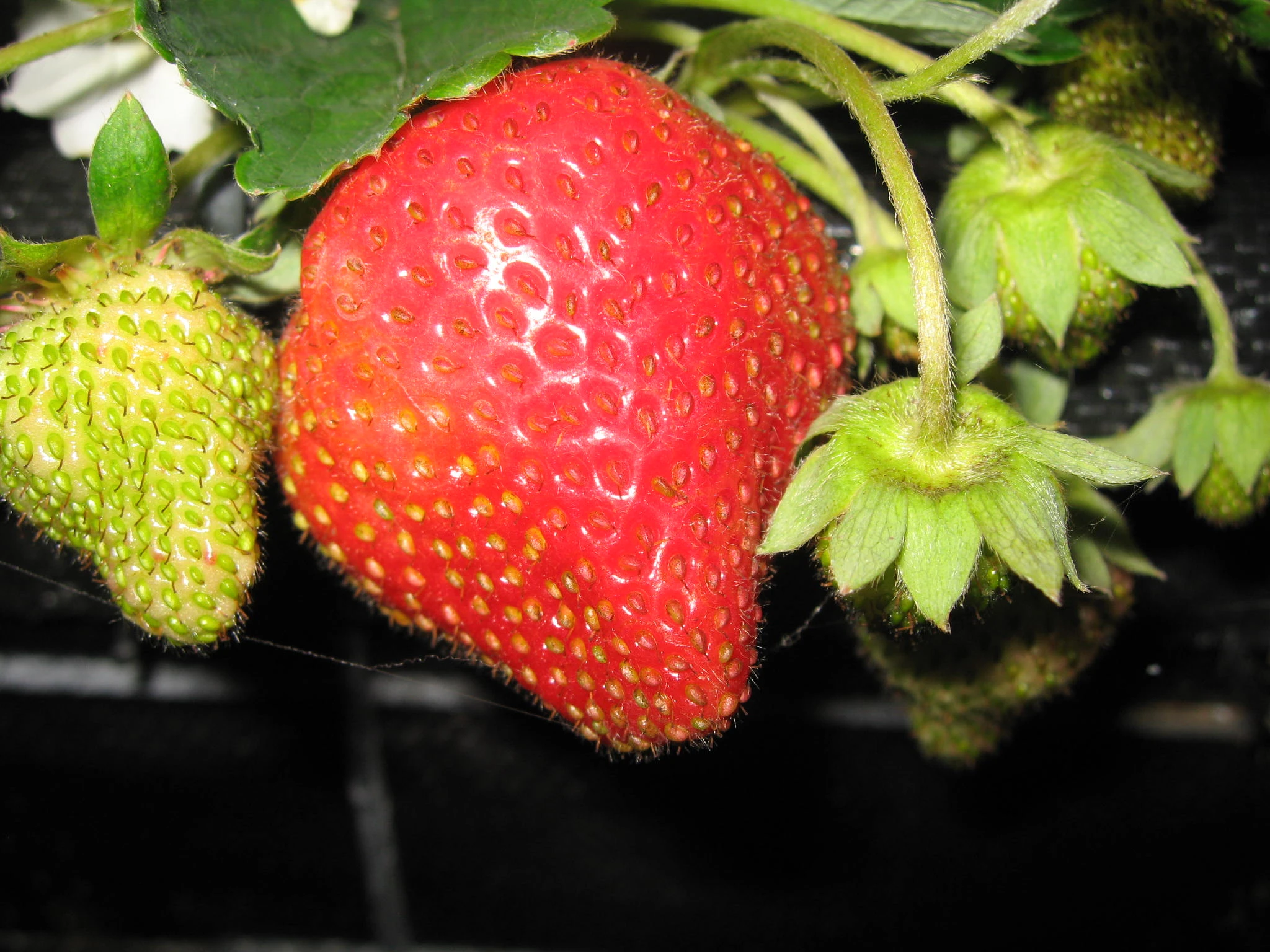 尋莓園-雲林高架觀光草莓園圖2