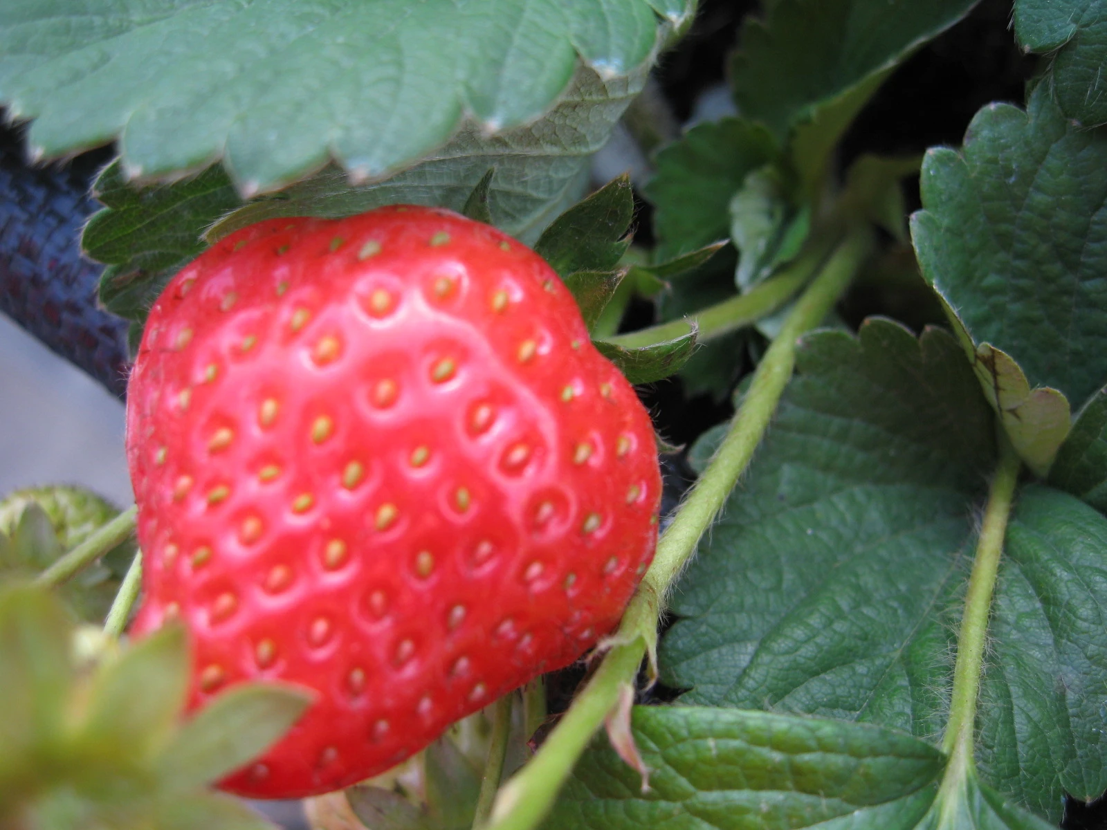 尋莓園-雲林高架觀光草莓園圖3