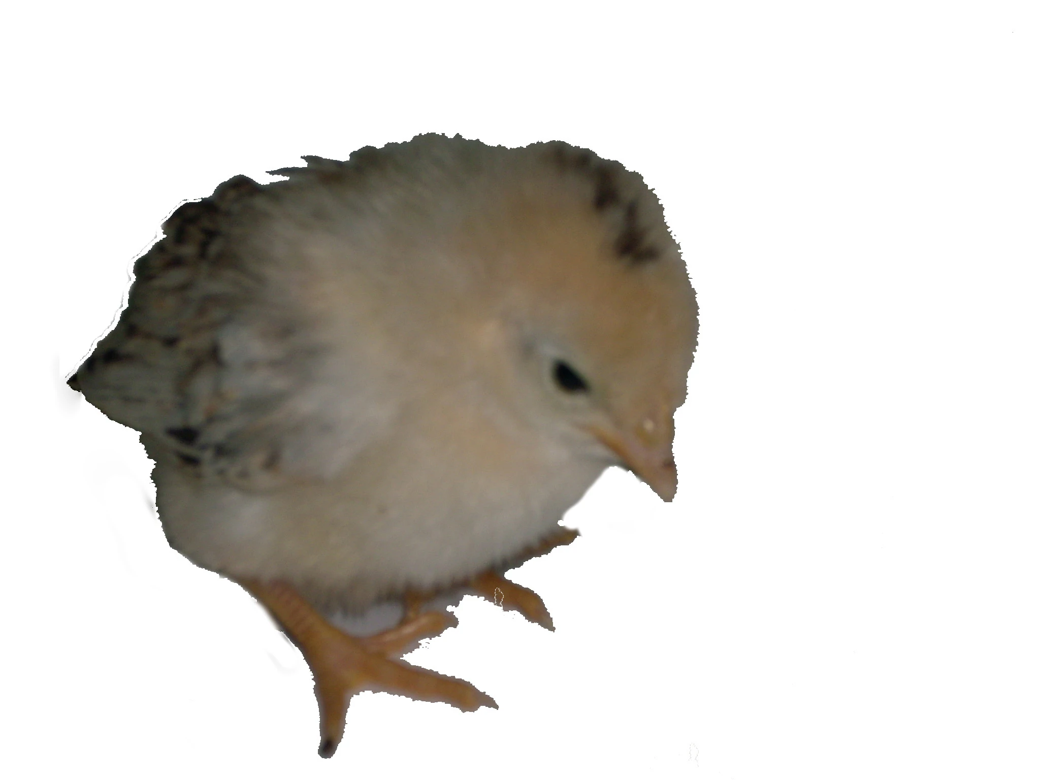 雞蛋雞肉液蛋肥料圖2