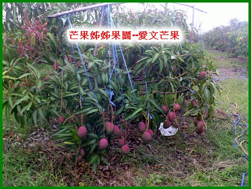 關於芒果姊姊3