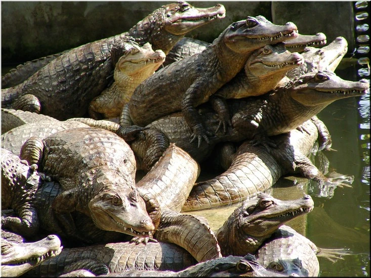 不一樣鱷魚生態農場圖1