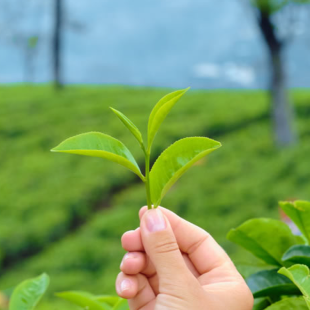 翠豐綠能生技股份有限公司