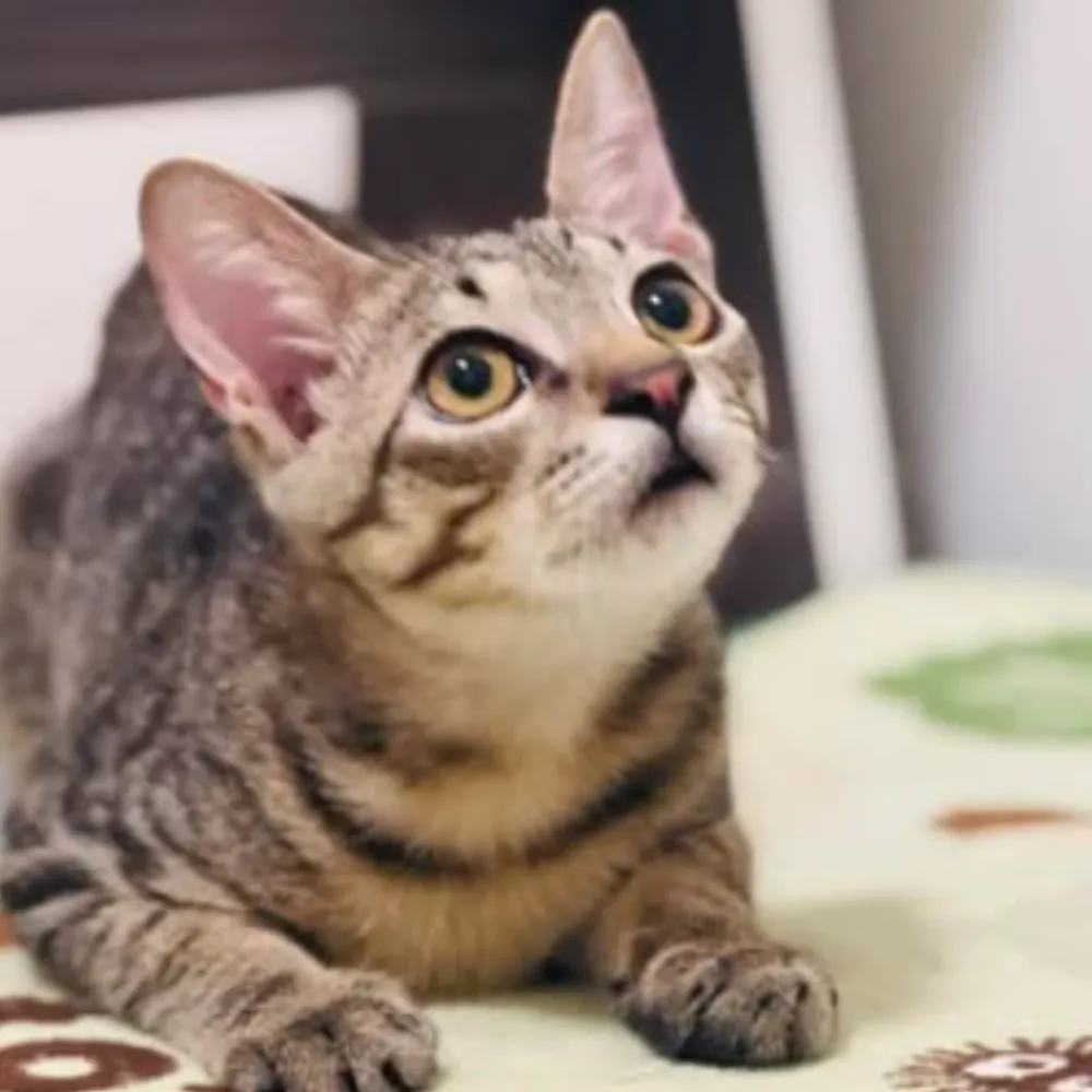 啡吸不可咖啡廳