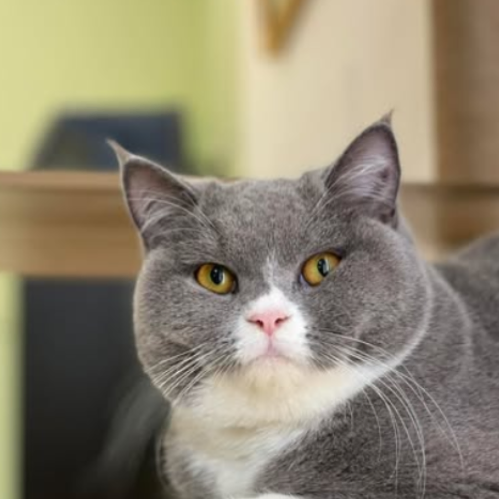 啡吸不可咖啡廳