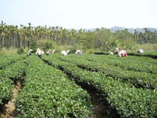 {茶} 台灣茶.高山茶.紅茶.清茶.凍頂烏龍茶..鐵觀音.花茶..潤喉.甘醇. {天圃茶莊}