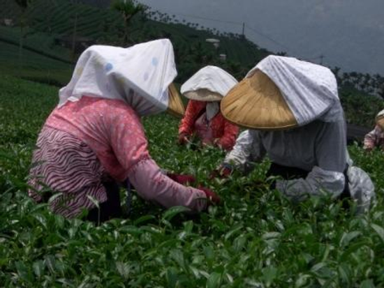 阿里山 [一心兩葉] 頂級高山烏龍茶.