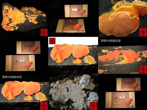 牛樟芝子實體 牛樟芝膠囊
