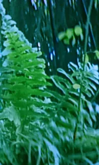 洋提墨翻譯社圖4