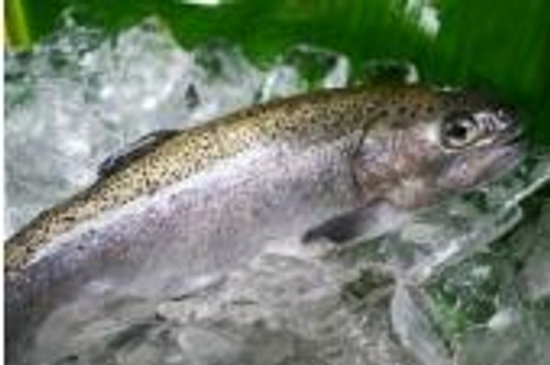 活鱒魚