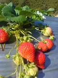 湖丘有機農場-有機草莓
