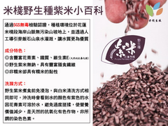 米棧野生種紫米小百科