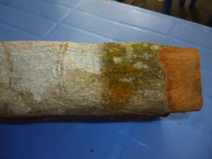 3號清肉桂