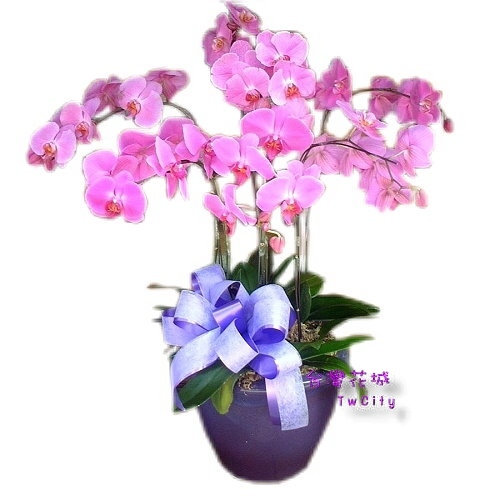 年節送禮【蝴蝶蘭】