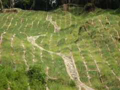 掛網植生自由型框