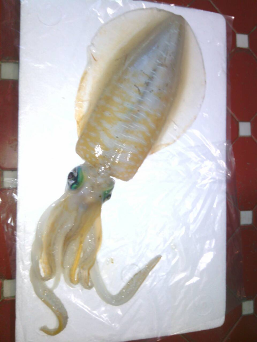 澎湖軟絲