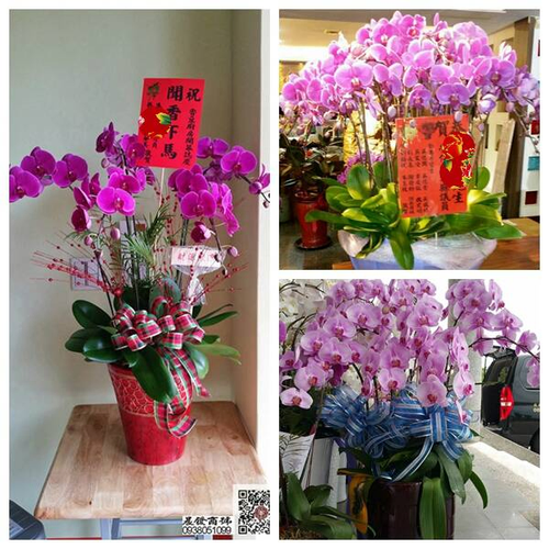 台中球型蝴蝶蘭花1開幕