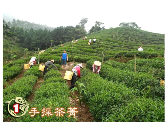 關於電波茶園2