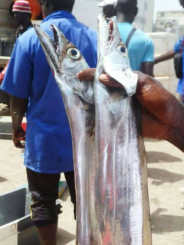 白帶魚（整支）單凍一套 產地:塞內加爾