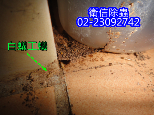 白蟻防治