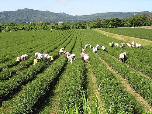 關於後山茶業2