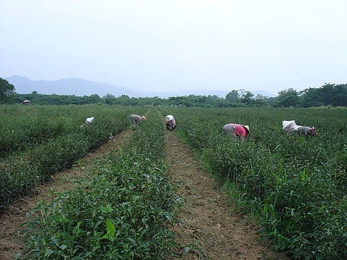 關於後山茶業4