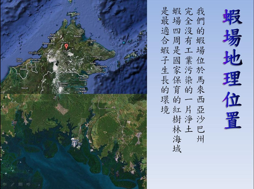 馬來西亞沙巴州斗湖(蝦場位址)