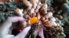 紅薑黃