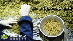 員工忙著挑選優質綠葡萄乾