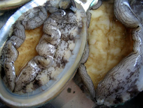 活鮑魚