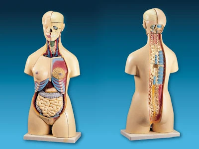 教學人體脊椎骨骼模型、脊椎病變模型、頸椎模型、胸椎模型、腰椎