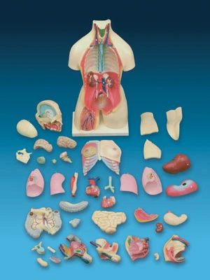 內臟解剖模型、腦部模型、眼睛模型、耳朵模型、心臟模型、胃部模