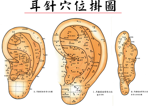耳穴掛圖