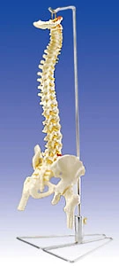 教學人體脊椎骨骼模型、脊椎病變模型、頸椎模型、胸椎模型...