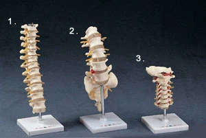 頸椎模型、胸椎模型、腰椎模型、頭骨模型、肩關節模型、肘關節模